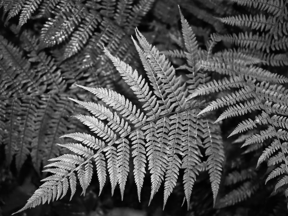 Bracken Joy