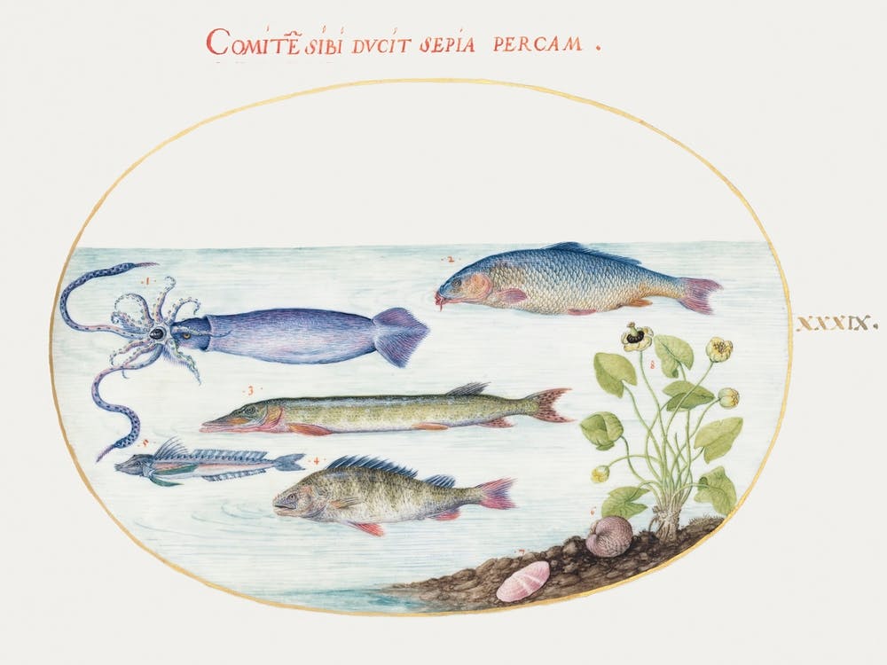 Squid, Gurnard, Pike, And Other Fish (1575–1580 ), Joris Hoefnagel