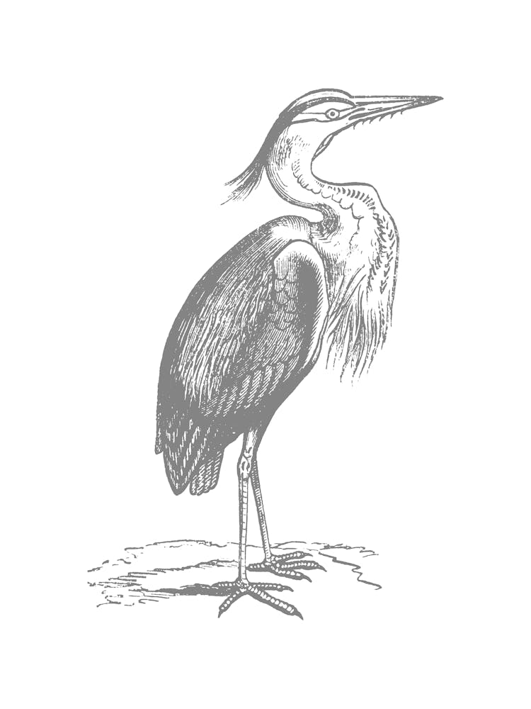 Great Blue Heron