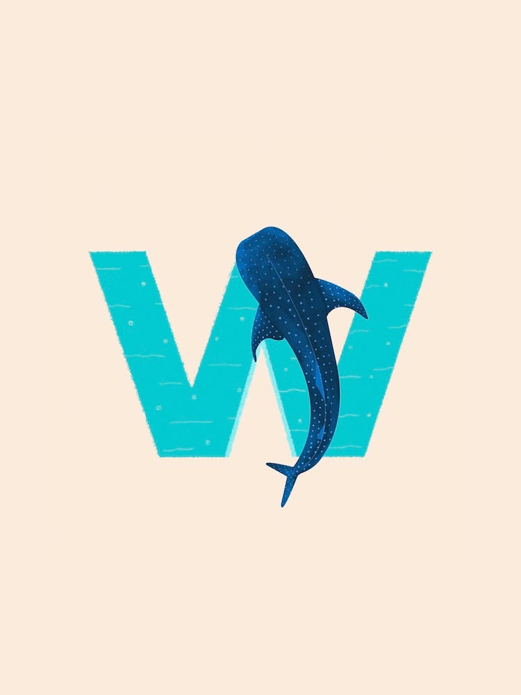 Letter W Whale Shark