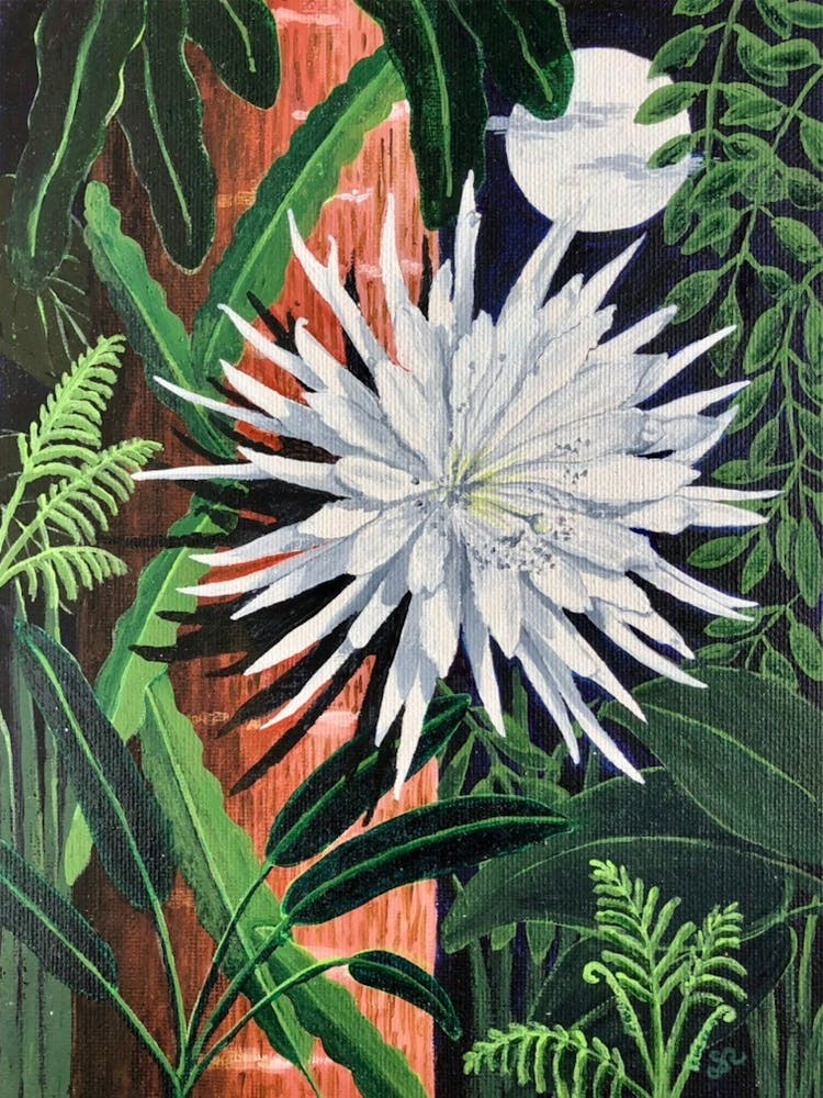 Moonflower Blooming