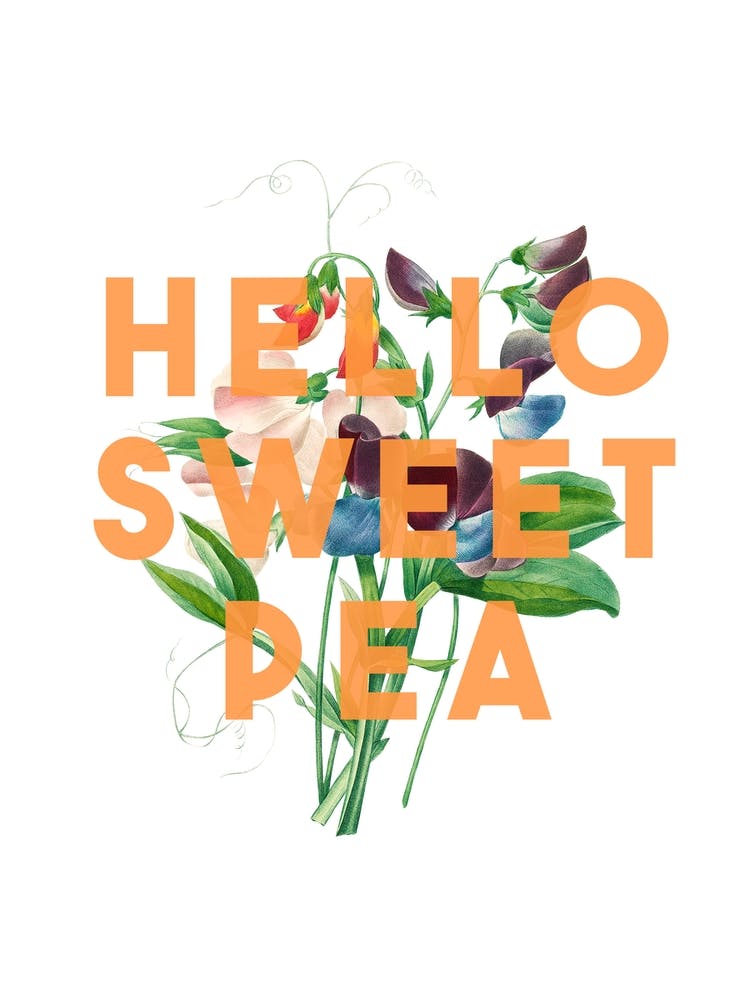Hello Sweet Pea