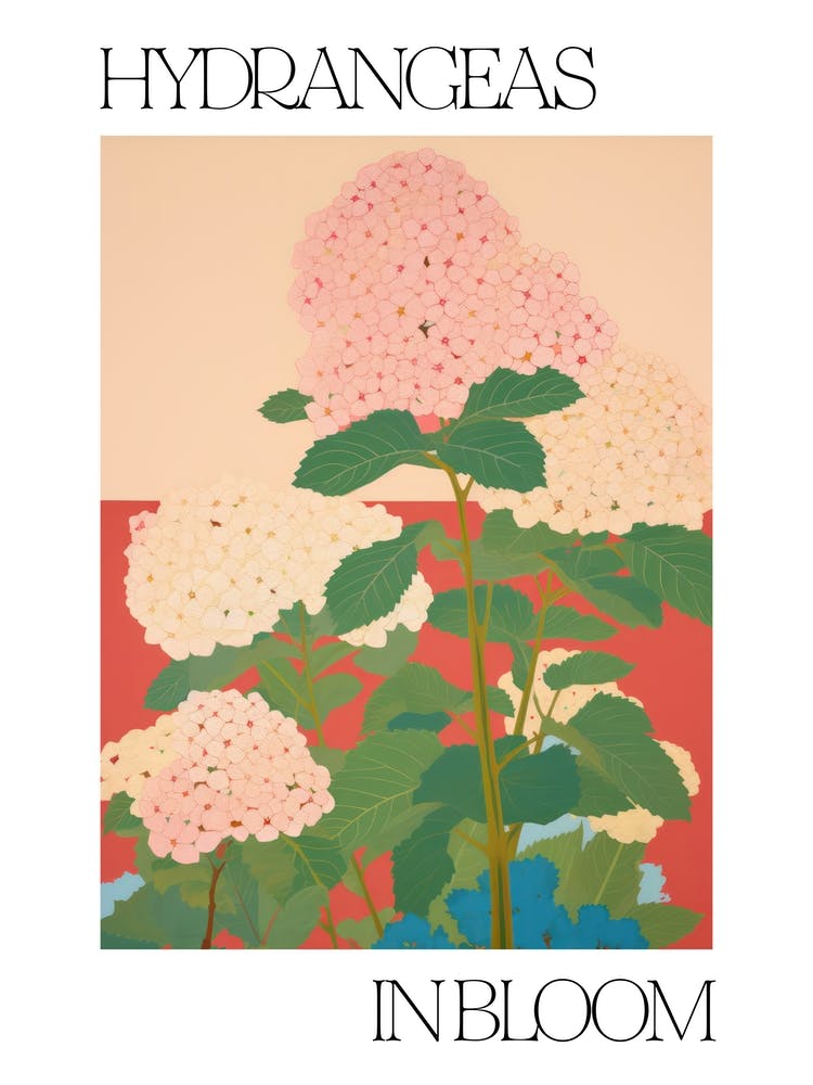 Hydrangeas In Bloom Flowers Bold Illustration 1