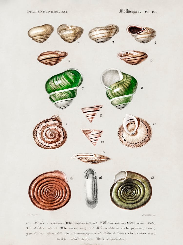 Different Types Of Mollusks , Charles Dessalines D' Orbigny