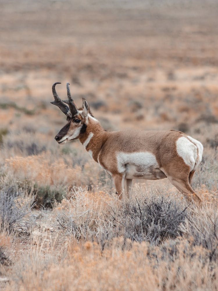 Nature Pronghorn