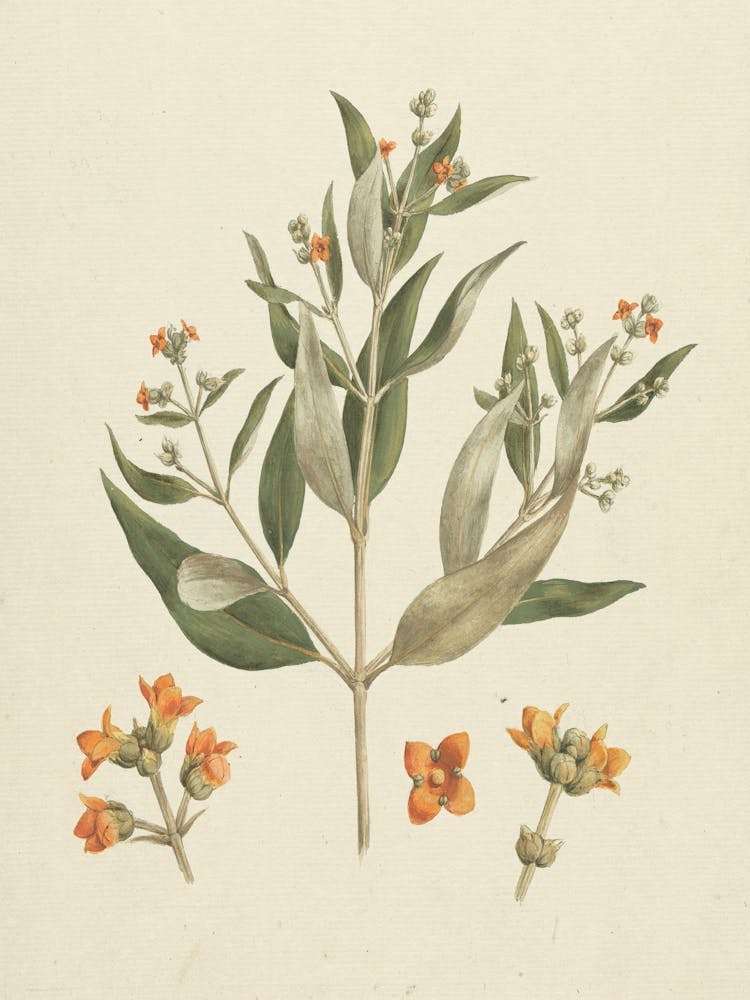 White Mangrove, Luigi Balugani