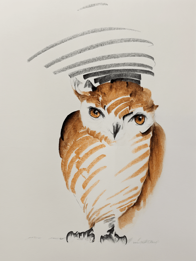 Owl Sketch no2