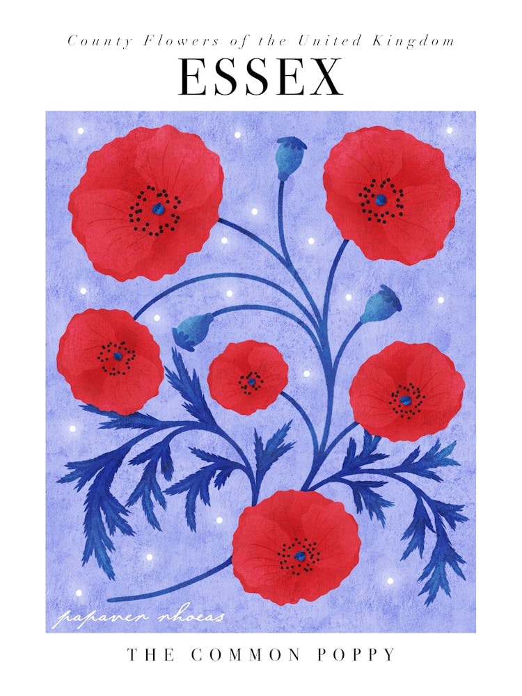 County Flower of Essex Common Poppy