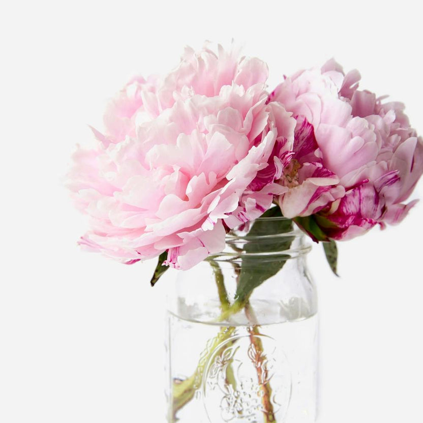 Pink Peonies 14 D