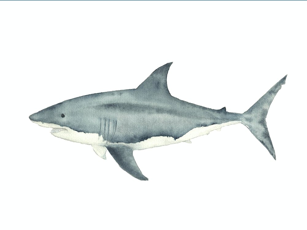 Shark 1