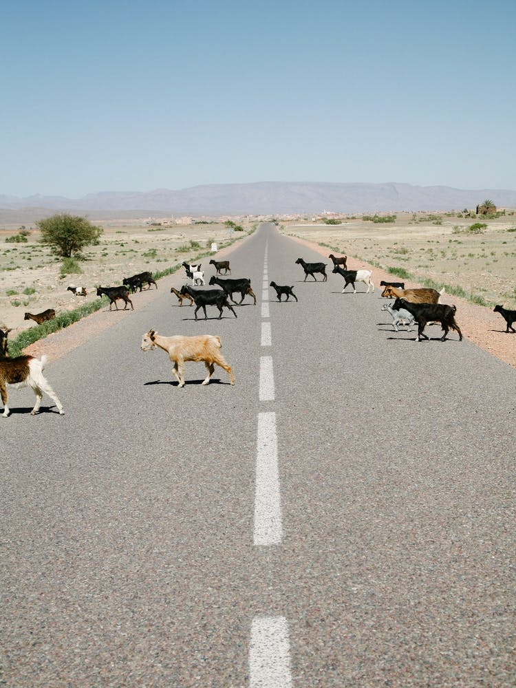 Goats Crossing The Road in Morocco