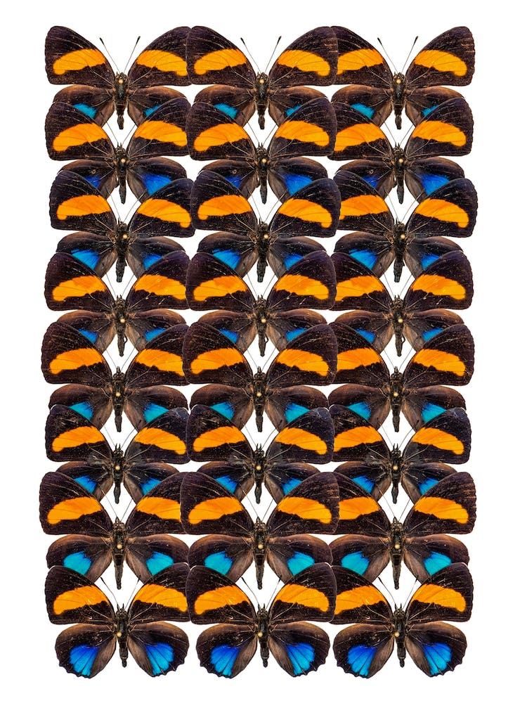 Three Rows Of Butterflies