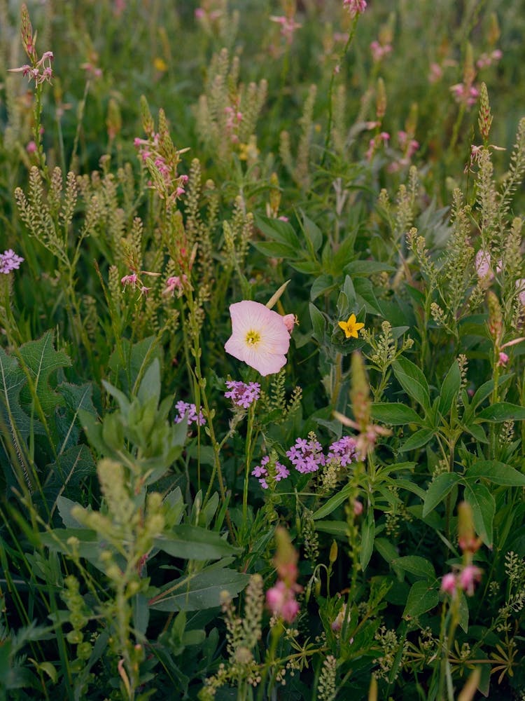 Texas Wildflower on Film