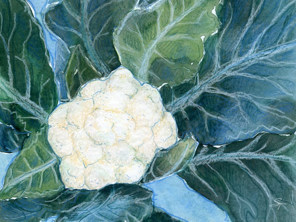 Cauliflower Vegetable Food Drawing For Kitchen