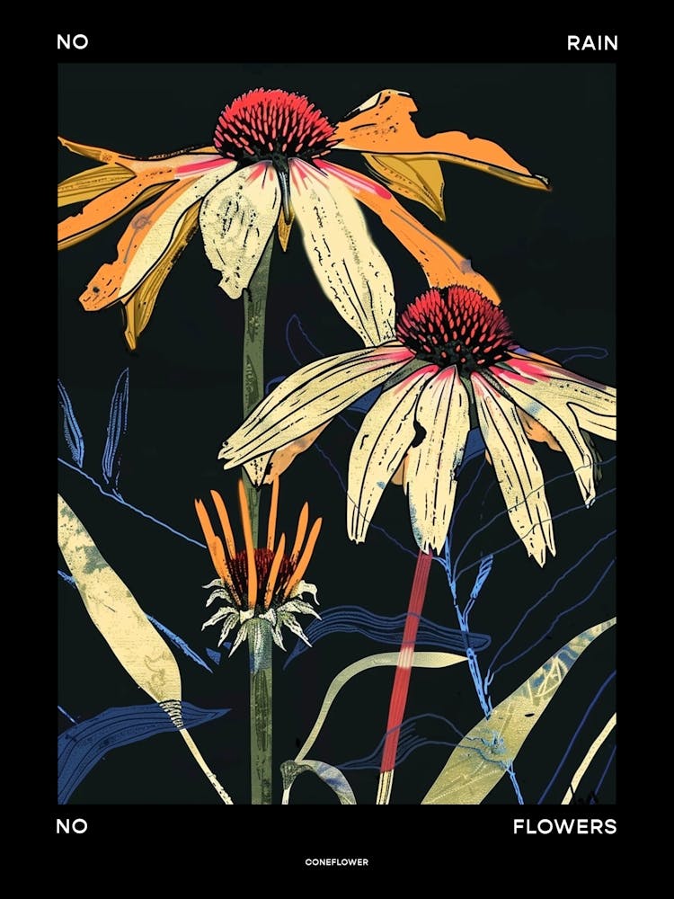 No Rain No Flowers Poster Coneflower 2