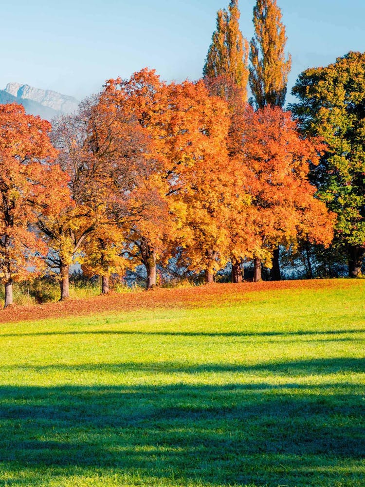 Autumn Trees In A Park