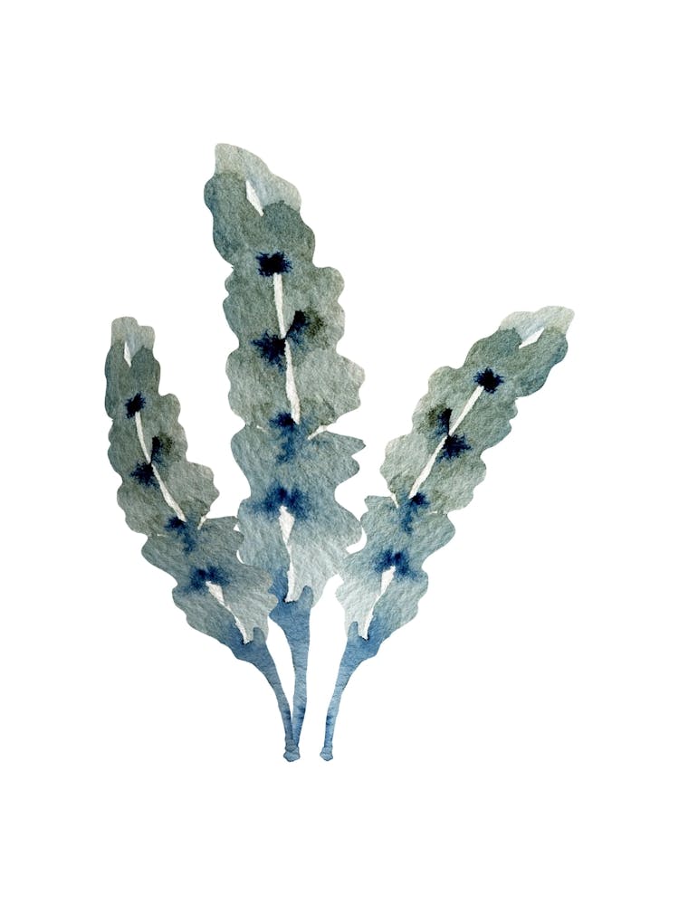 Kelp