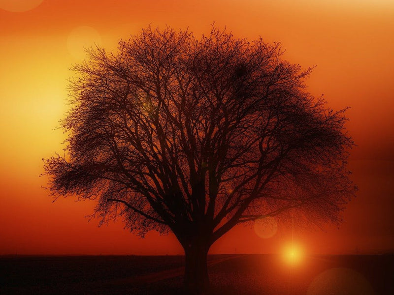 Sunset Tree