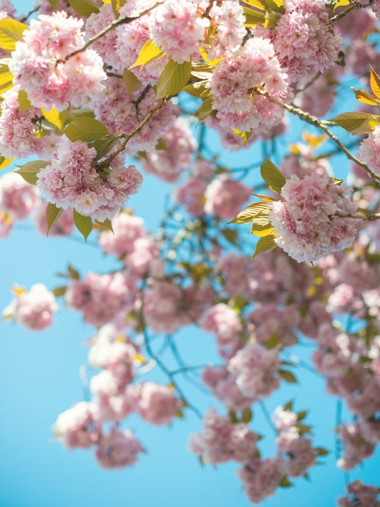 Pink Blossom