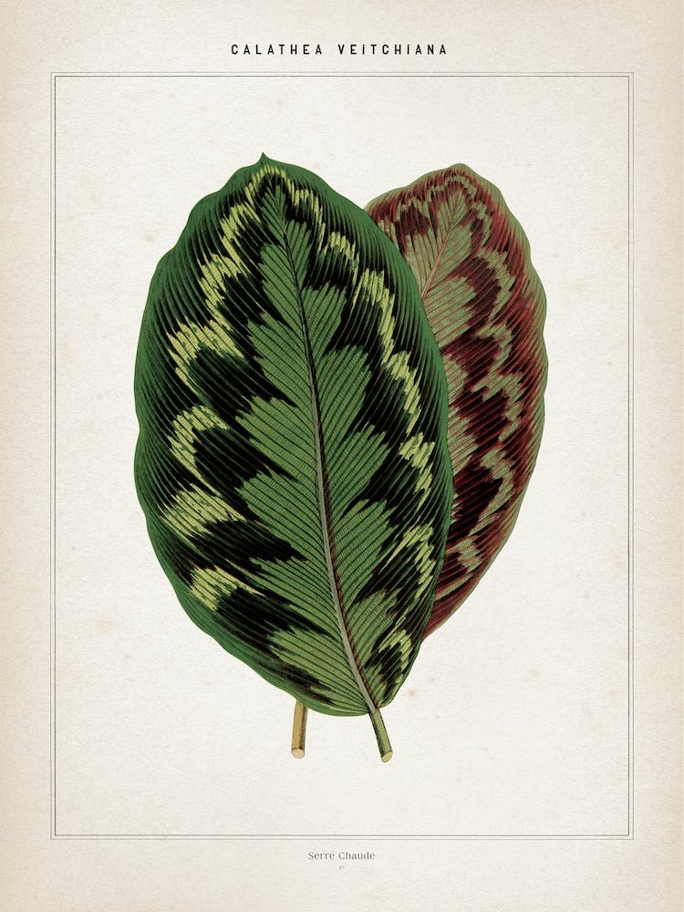 Vintage Houtte 1 Calathea Veitchiana