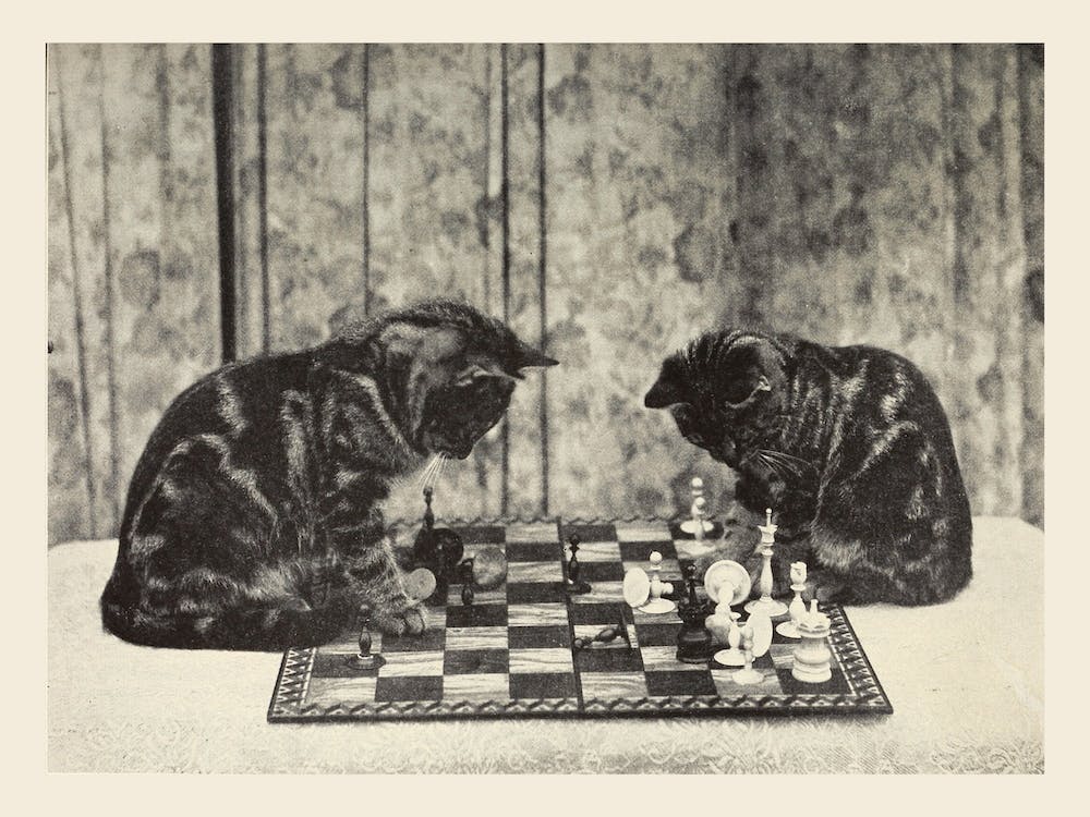 Chess Playing Kittens Photograph, Sarah J Eddy