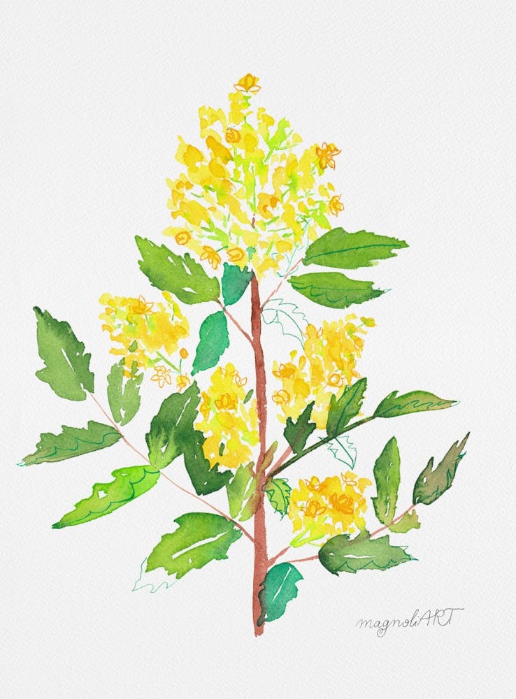 Mahonia2