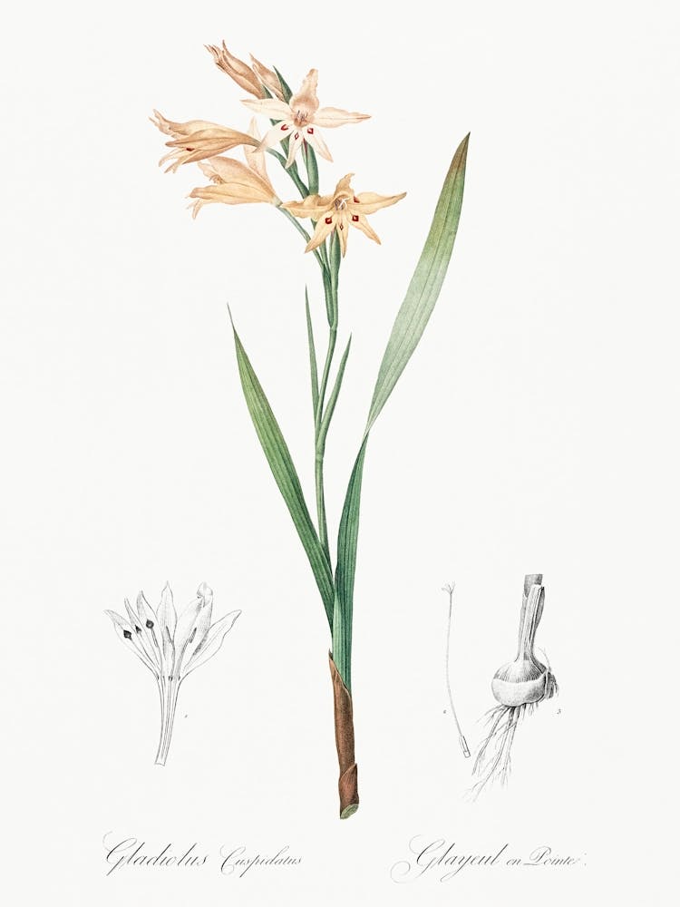 Gladiolus Cuspidatus Illustration From Les Liliacées (1805), Pierre Joseph Redoute 1
