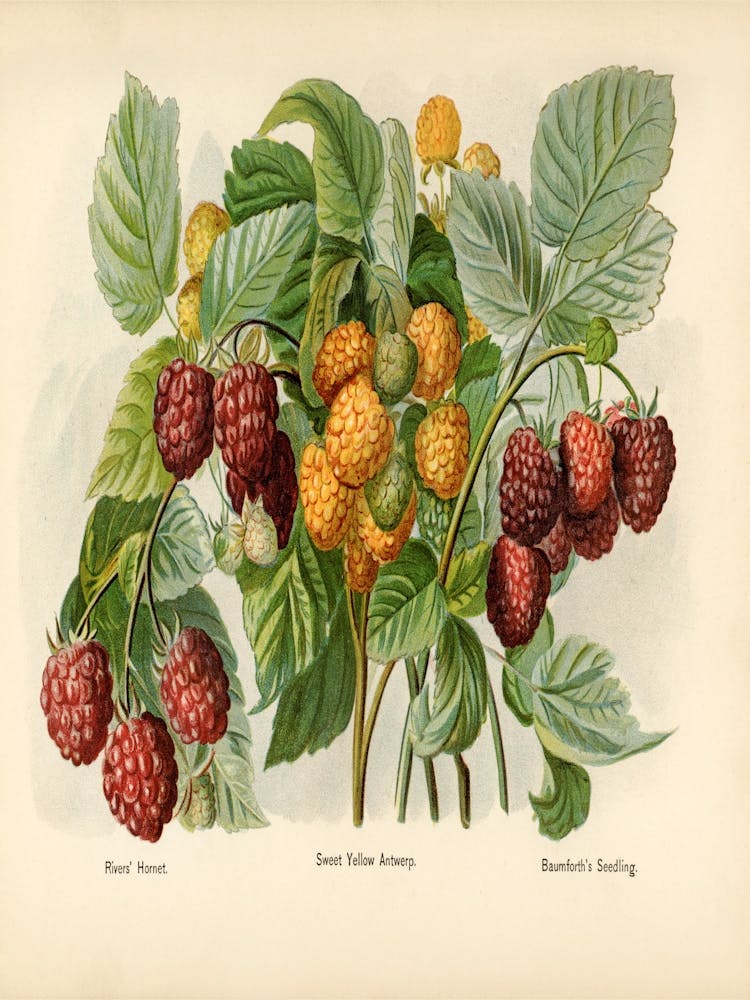 Vintage Illustration Of Raspberry (1891) By John Wright