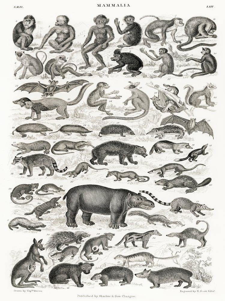 Mammalia, Oliver Goldsmith   