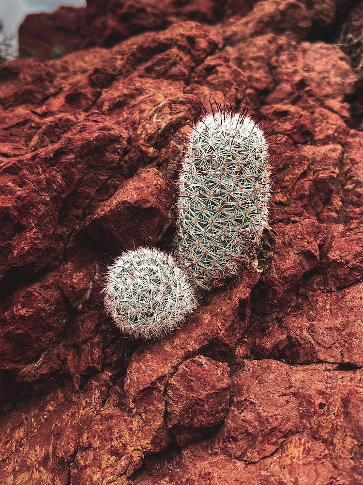 Mountain Cactus Deep In The Sonoran