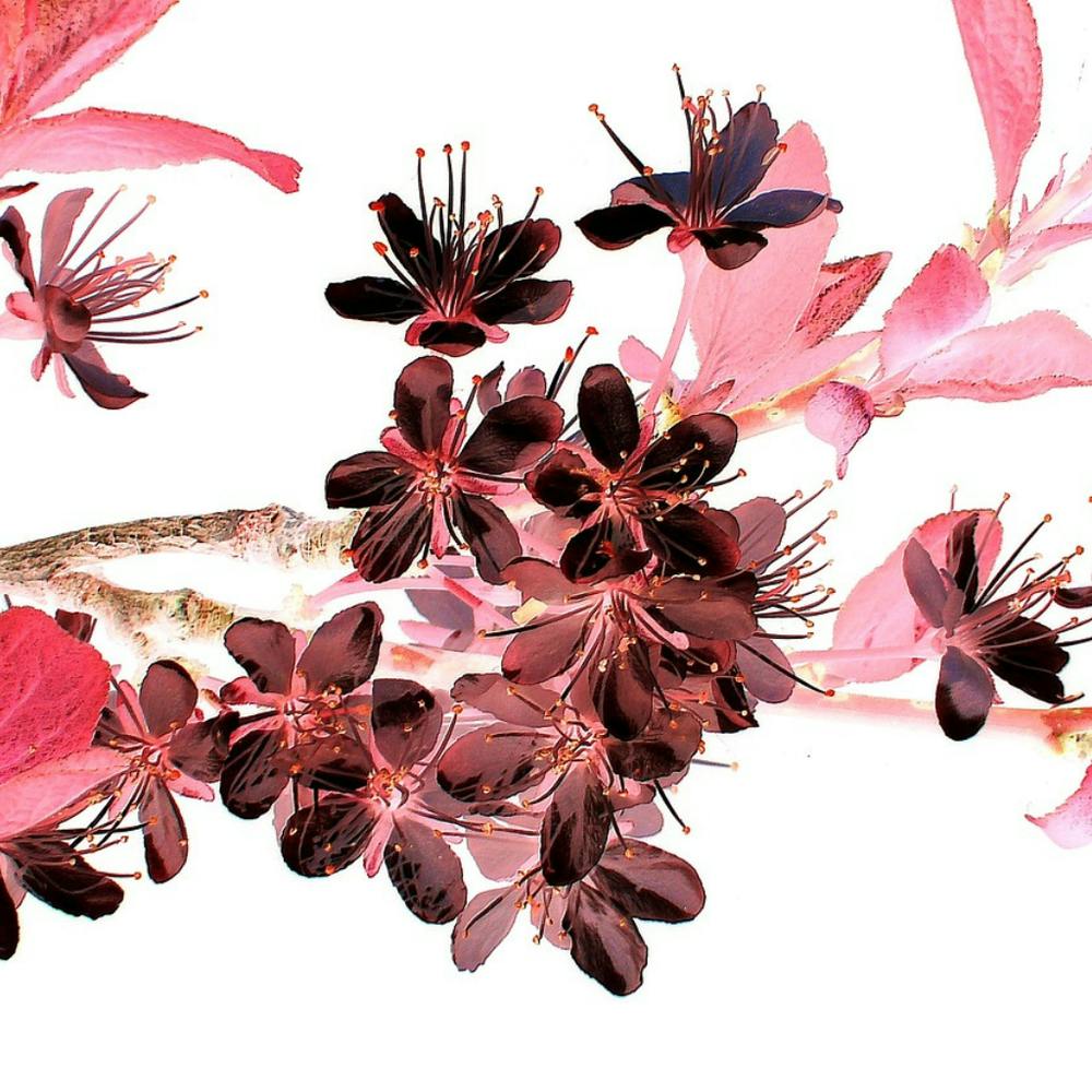 Fleurs de cerisier