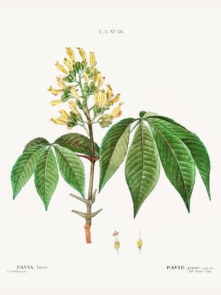 Pavia Lutea, Pierre Joseph Redoute