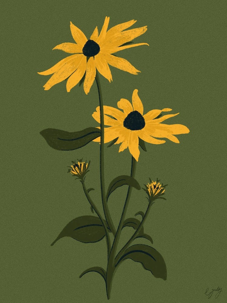 Flower Black Eyed Susan