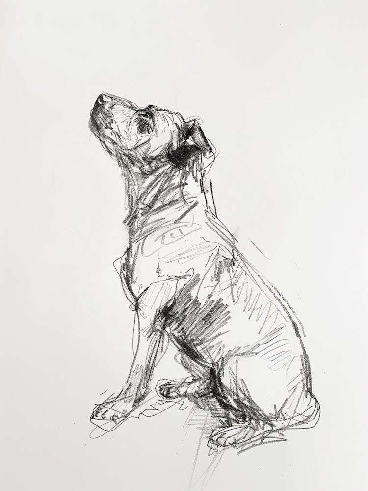 Minimalist Dog Charcoal Line