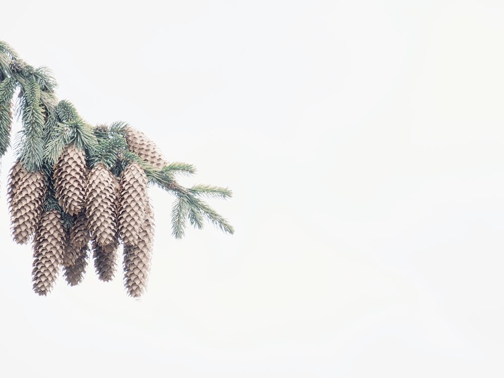 Pine Cone Branch