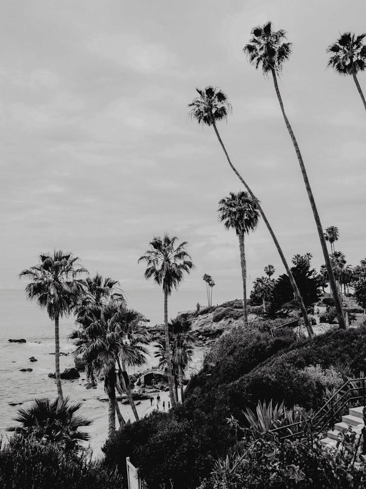 Black And White Palm Trees Laguna Beach