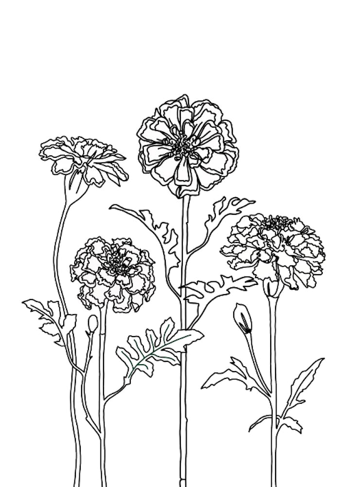 Marigolds Drawing