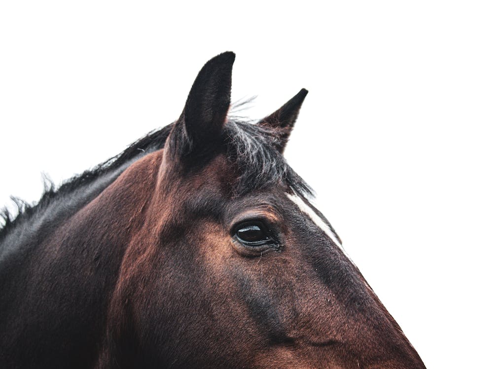 Portrait Of A Horse