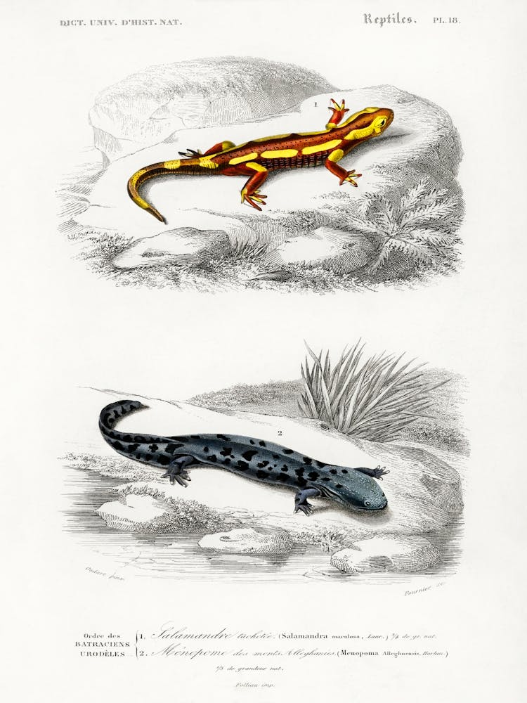 Fire Salamander And Hellbender Salamander, Charles Dessalines D' Orbigny