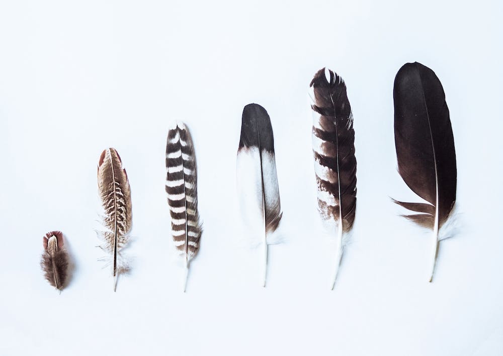 Feathers
