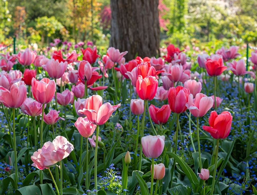 Claude Monet - Tulips In The Garden