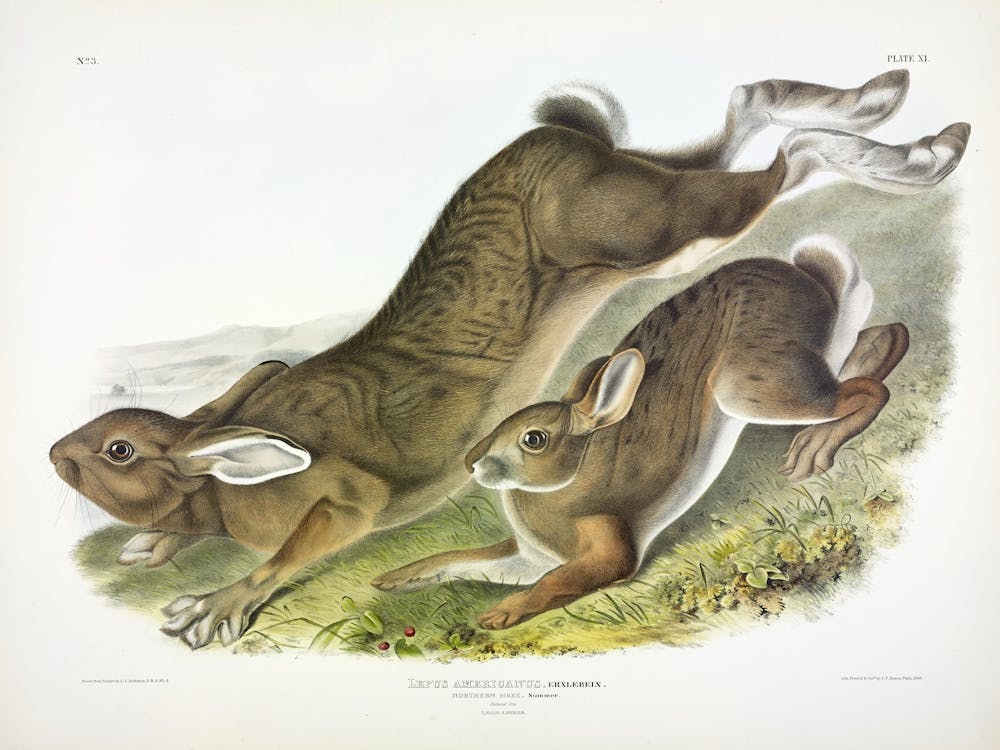 Northern Hare, John James Audubon