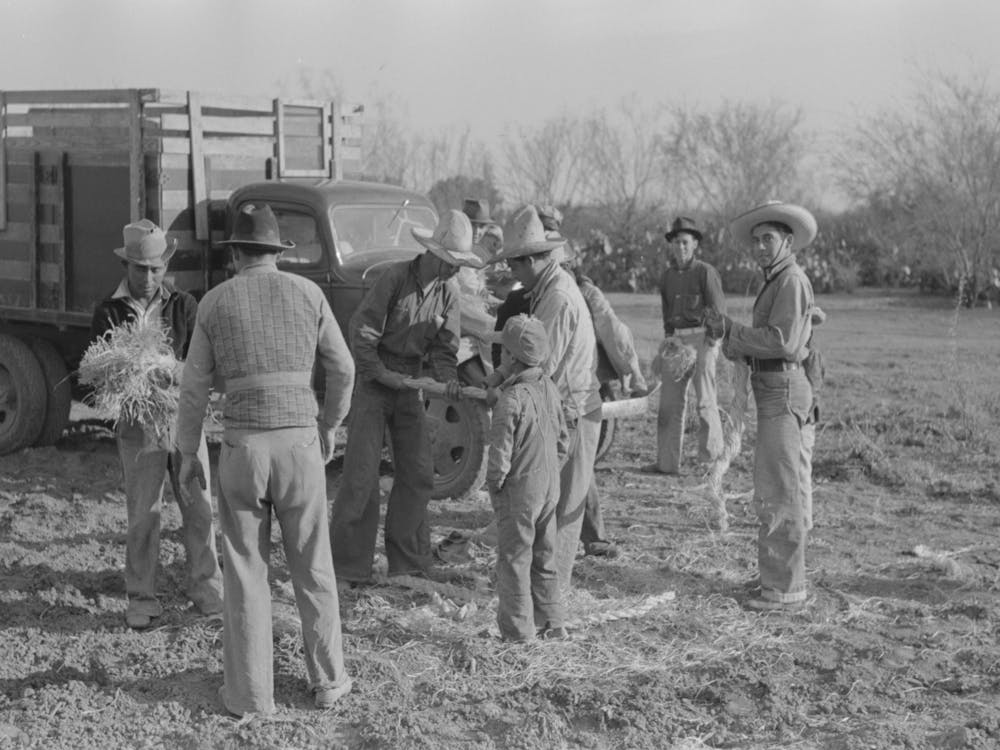 Group Of Mexican Laborers Getting Straw For Tying Carrots Near Santa Maria, Texas By Russell Lee