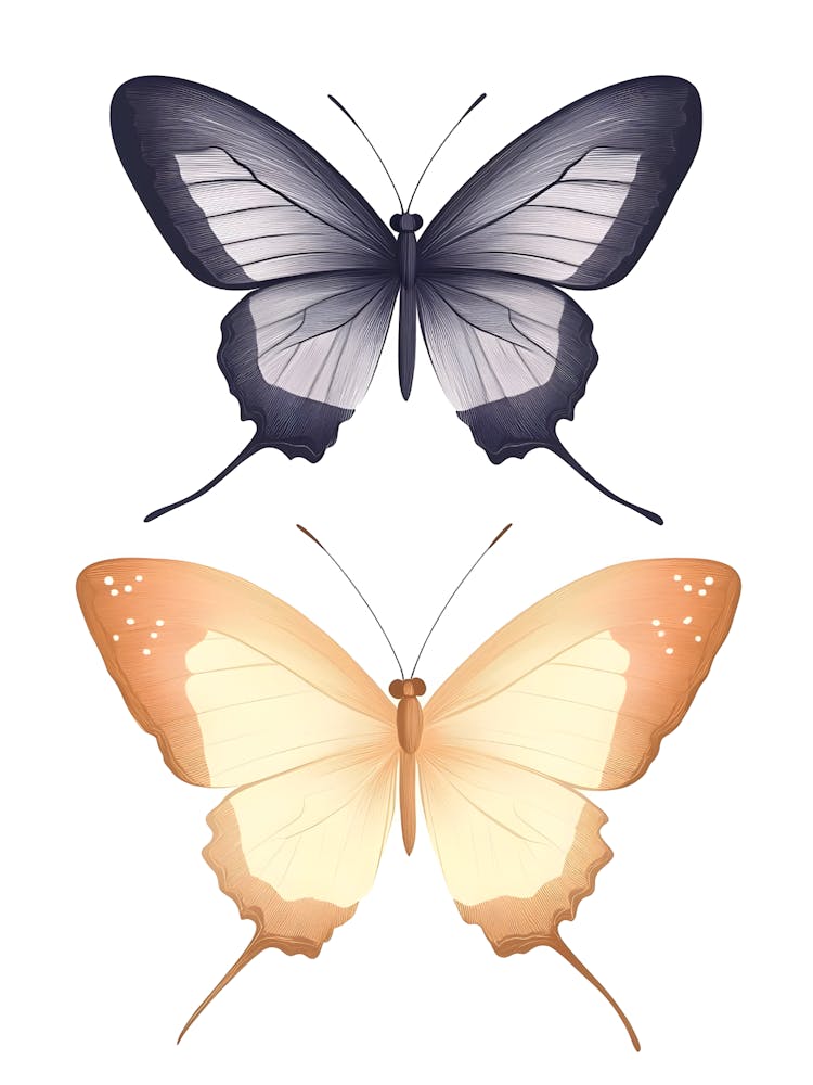 Butterfly Vector
