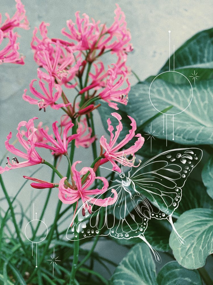 Pink Kisses