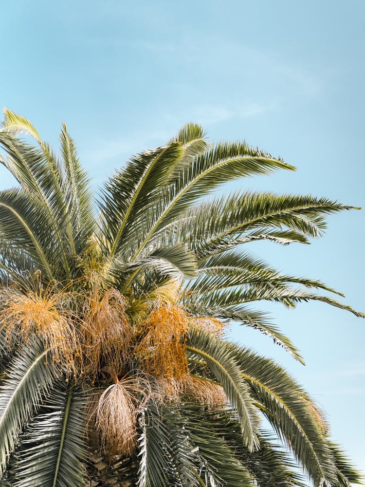 Palm Tree Against Blue Sky in Bari, Puglia, Italy | Colorful Travel Photography
