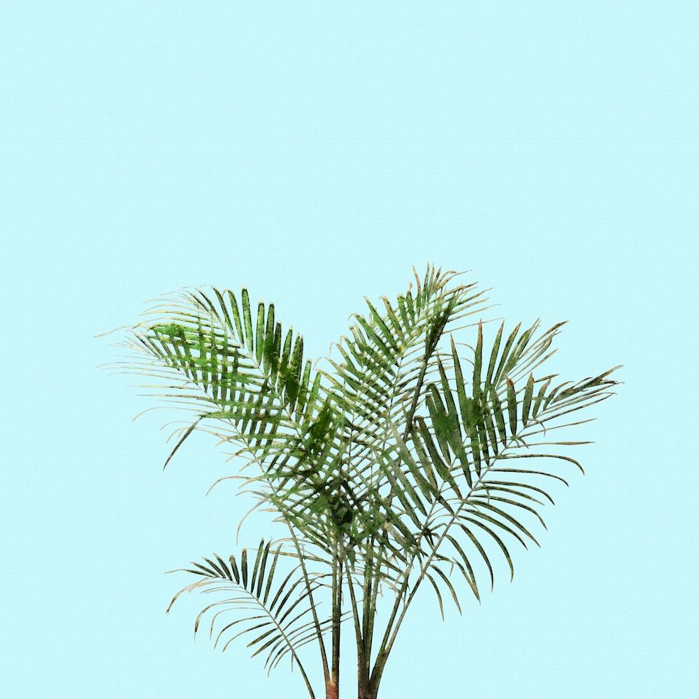 Palm Plant on Pastel Blue Wall
