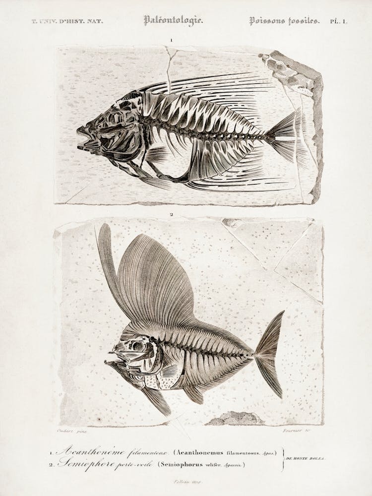 Ray Finned Fish (Acanthonemus) And Semiophorus, Charles Dessalines D' Orbigny