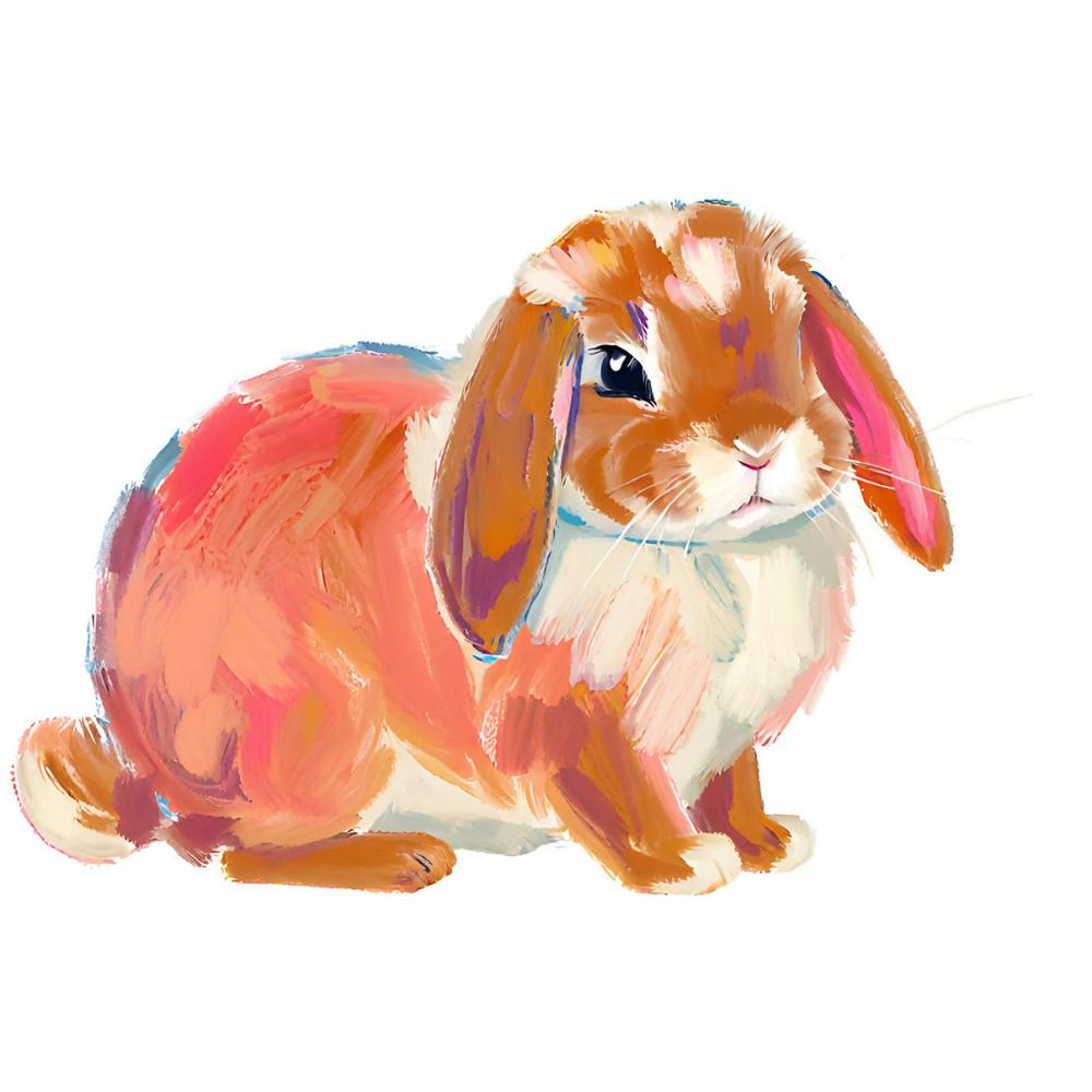 Holland Lop Rabbit 02