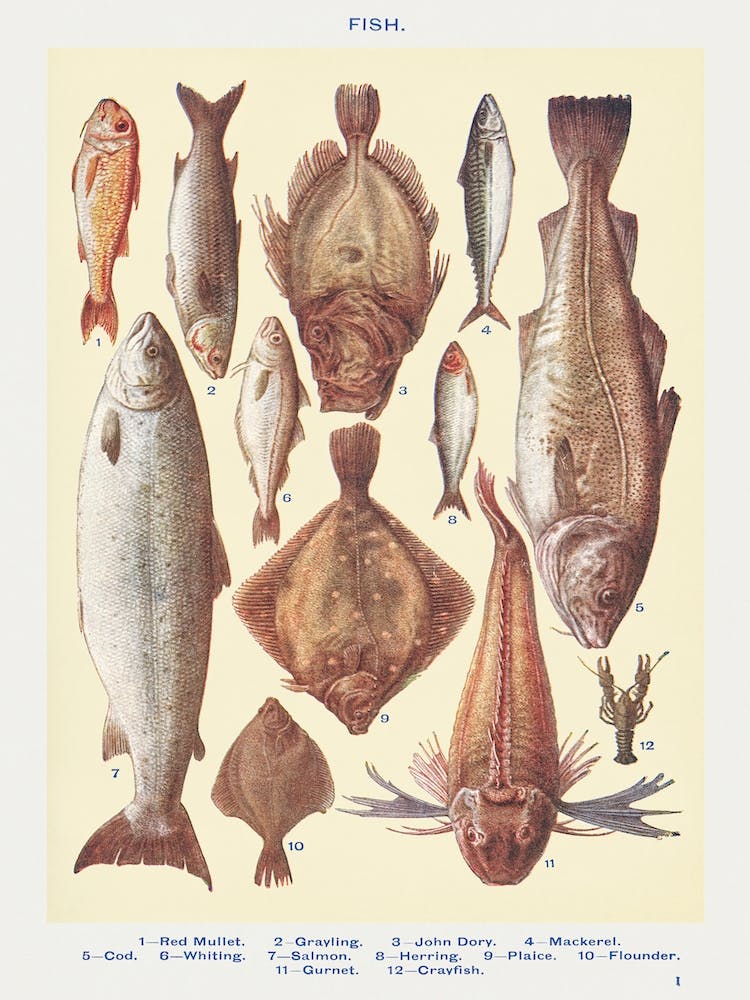 Fish I Red Mullet